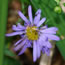 Aster alpinus Goliath